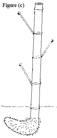 Figure (c): Rhizome (Upright)