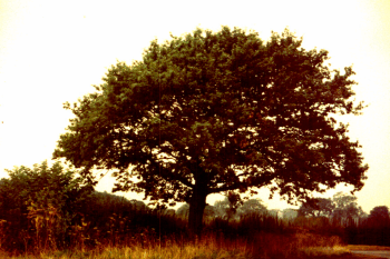 Oak tree with Healthy crown