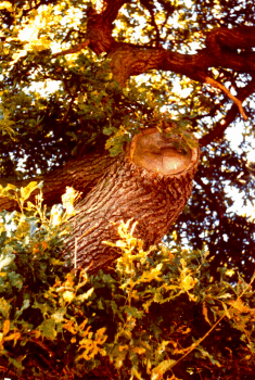 Photograph 5: Poor Pruning and Lopping are Conspicuous on Many Farmland Trees